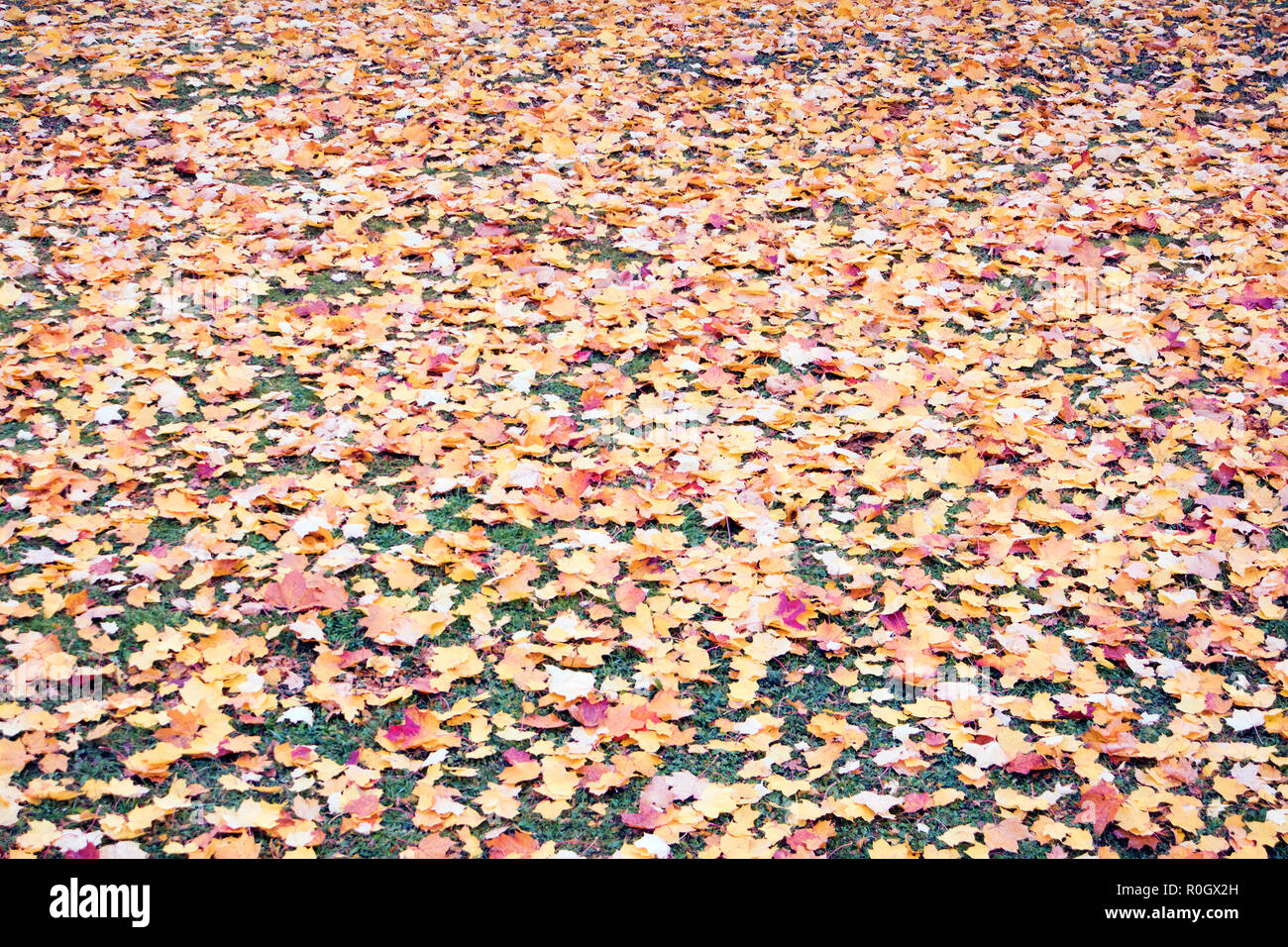 Beau tapis de feuilles colorées de différentes feuilles jaunies de l'automne couché dans l'herbe. Automne fond romantique Banque D'Images