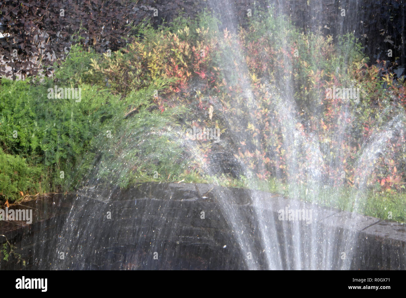 Petite fontaine en forme de ventilateur au milieu d'une petite piscine contre la végétation lumineuse Banque D'Images