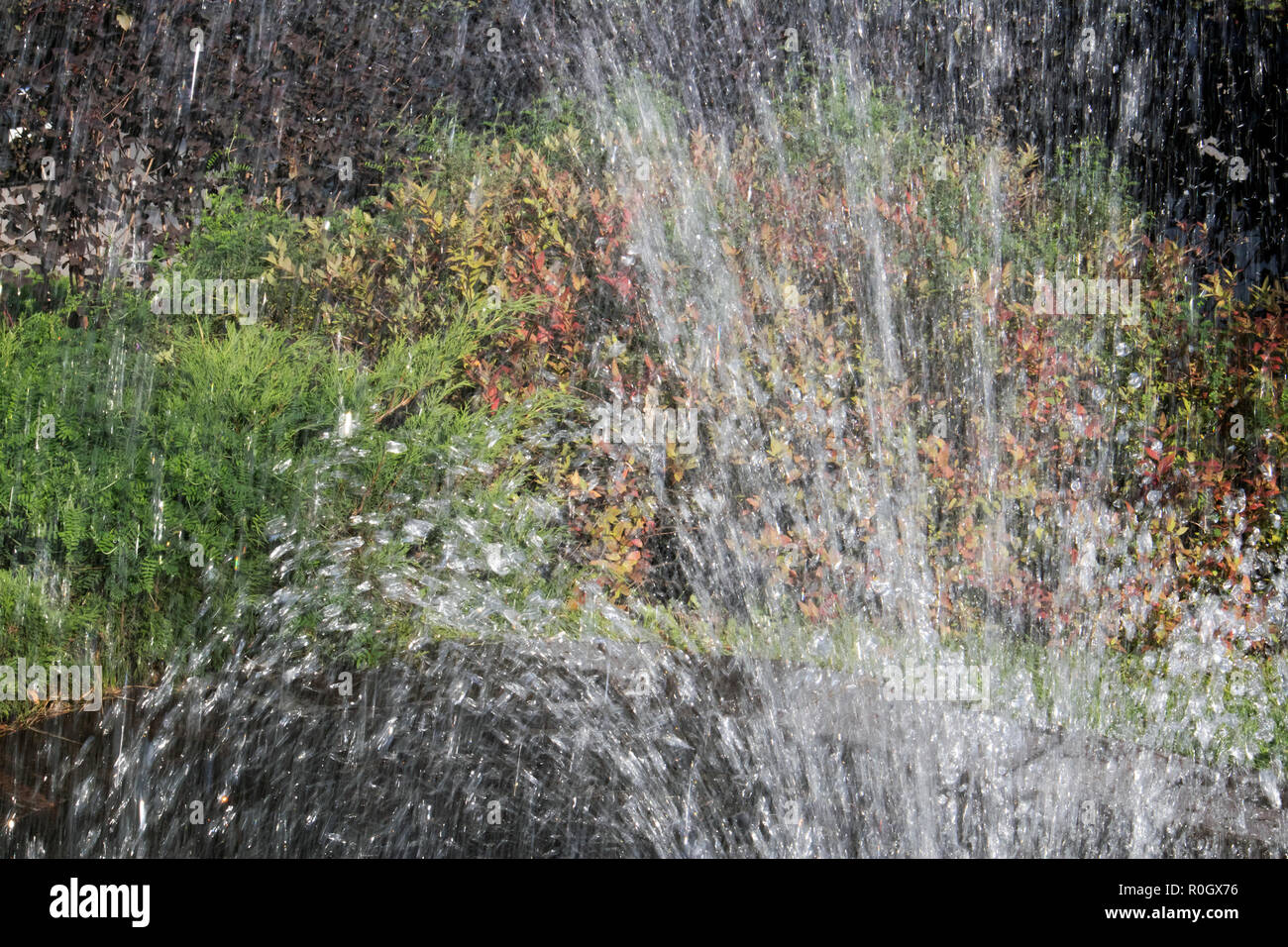 Petite fontaine en forme de ventilateur au milieu d'une petite piscine contre la végétation lumineuse Banque D'Images