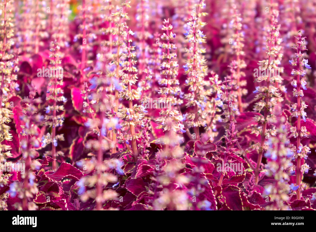 Lit fleur urbaine avec des fourrés denses de fleurs naturelles, coléus rouge fond violet Banque D'Images