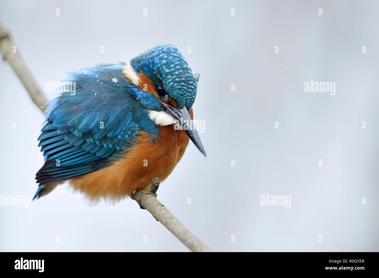 Kingfisher Alcedo atthis eurasien ( ), homme en hiver avec des flocons de neige sur son plumage, perché sur une branche, chasse, regarder pour la proie, de la faune, Europ Banque D'Images