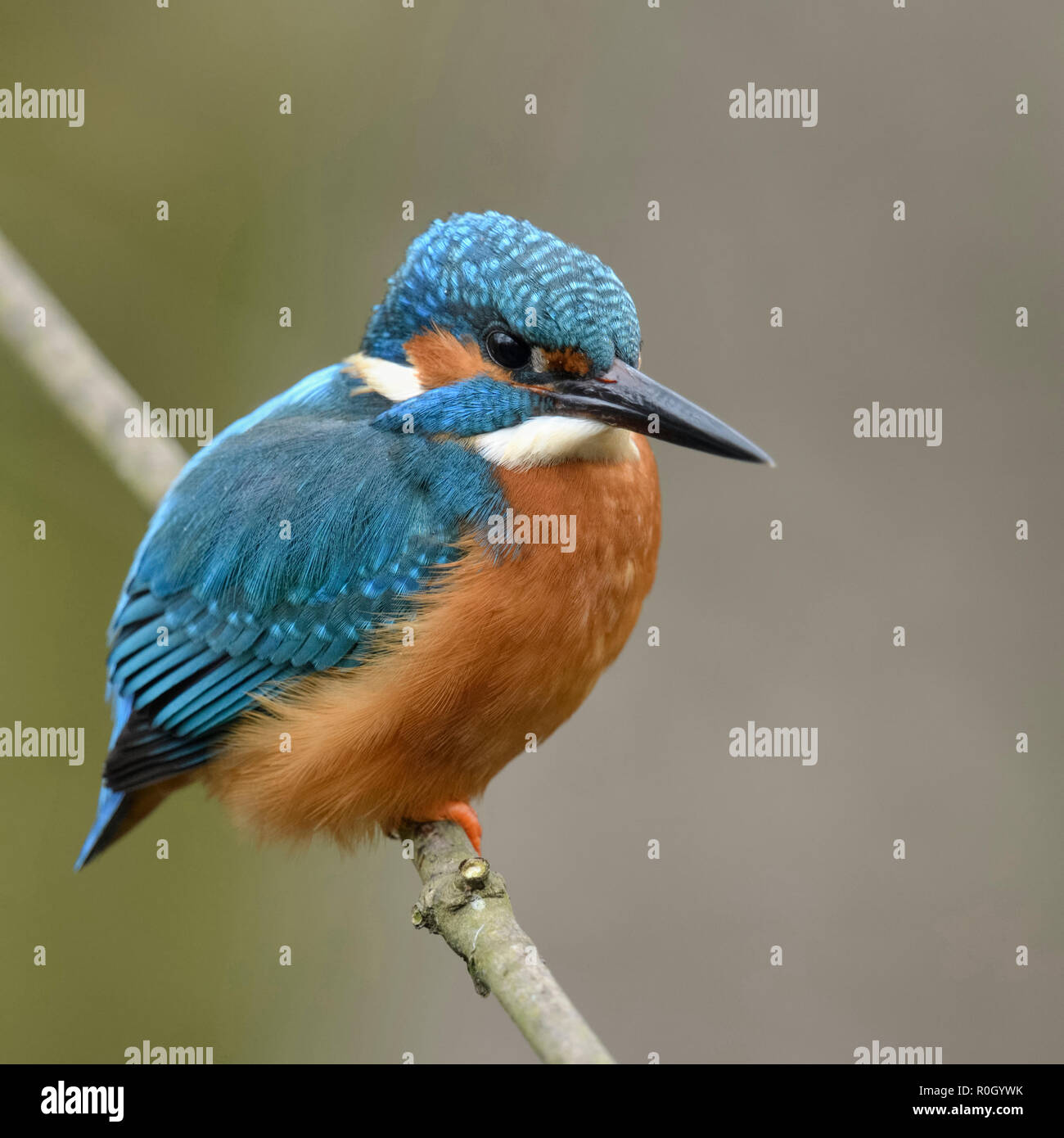 Kingfisher eurasien Alcedo atthis Optimize ( / ), homme oiseau, perché sur une branche au-dessus de la berge d'un petit ruisseau, vue côté frontal, de la faune, Banque D'Images