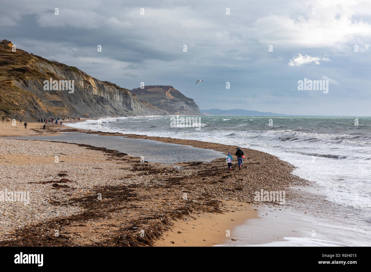 Chasse Les gens de fossiles sur Charmouth plage sur la côte jurassique du Dorset, Angleterre. Banque D'Images