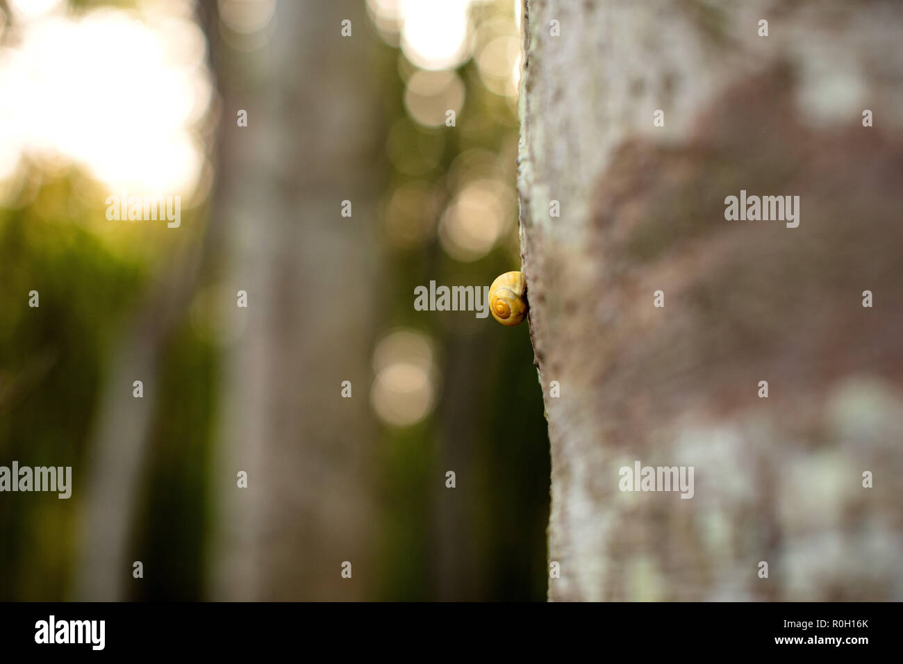 Escargot sur arbre, Forêt, Rügen Allemagne de l'Est - Schnecke auf Baumstamm Banque D'Images