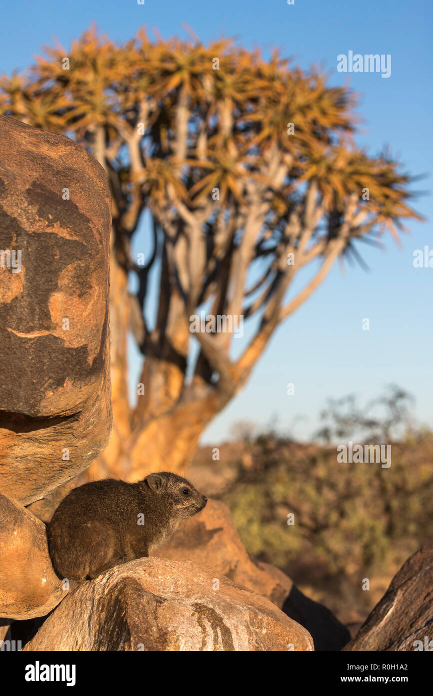 Hyrax (Procavia capensis Rock), forêt Quiver Tree, Keetmanshoop, Namibie Banque D'Images
