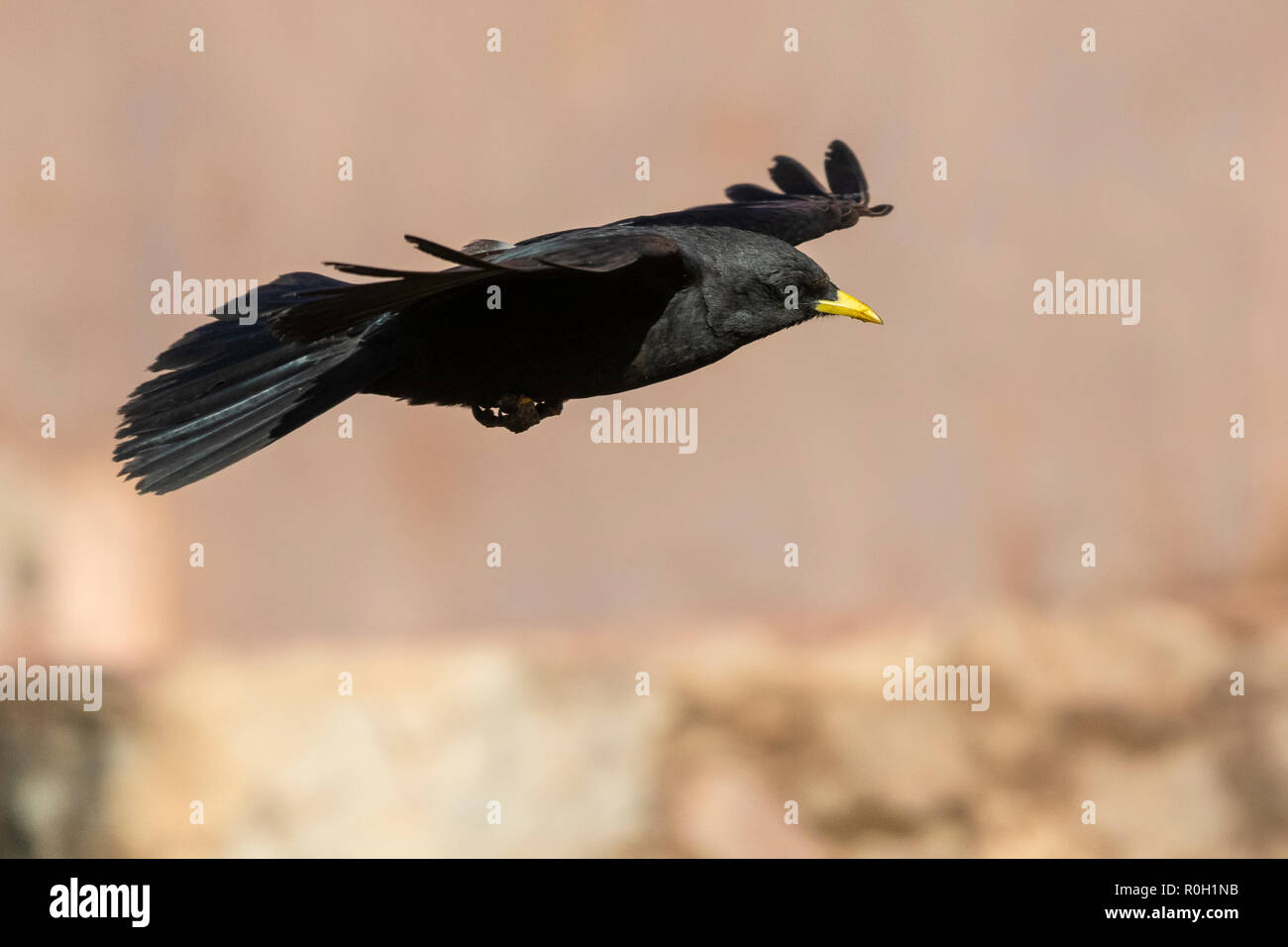Alpine Chough Pyrrhocorax graculus), (vue latérale d'un adulte en vol Banque D'Images