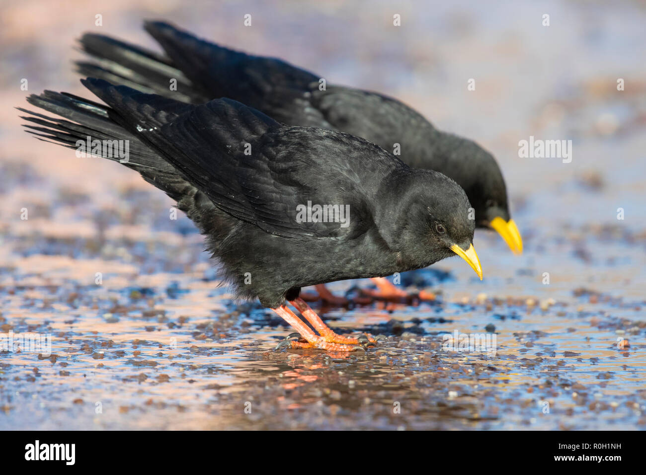 Alpine Chough Pyrrhocorax graculus), (vue latérale des deux oiseaux l'eau potable Banque D'Images
