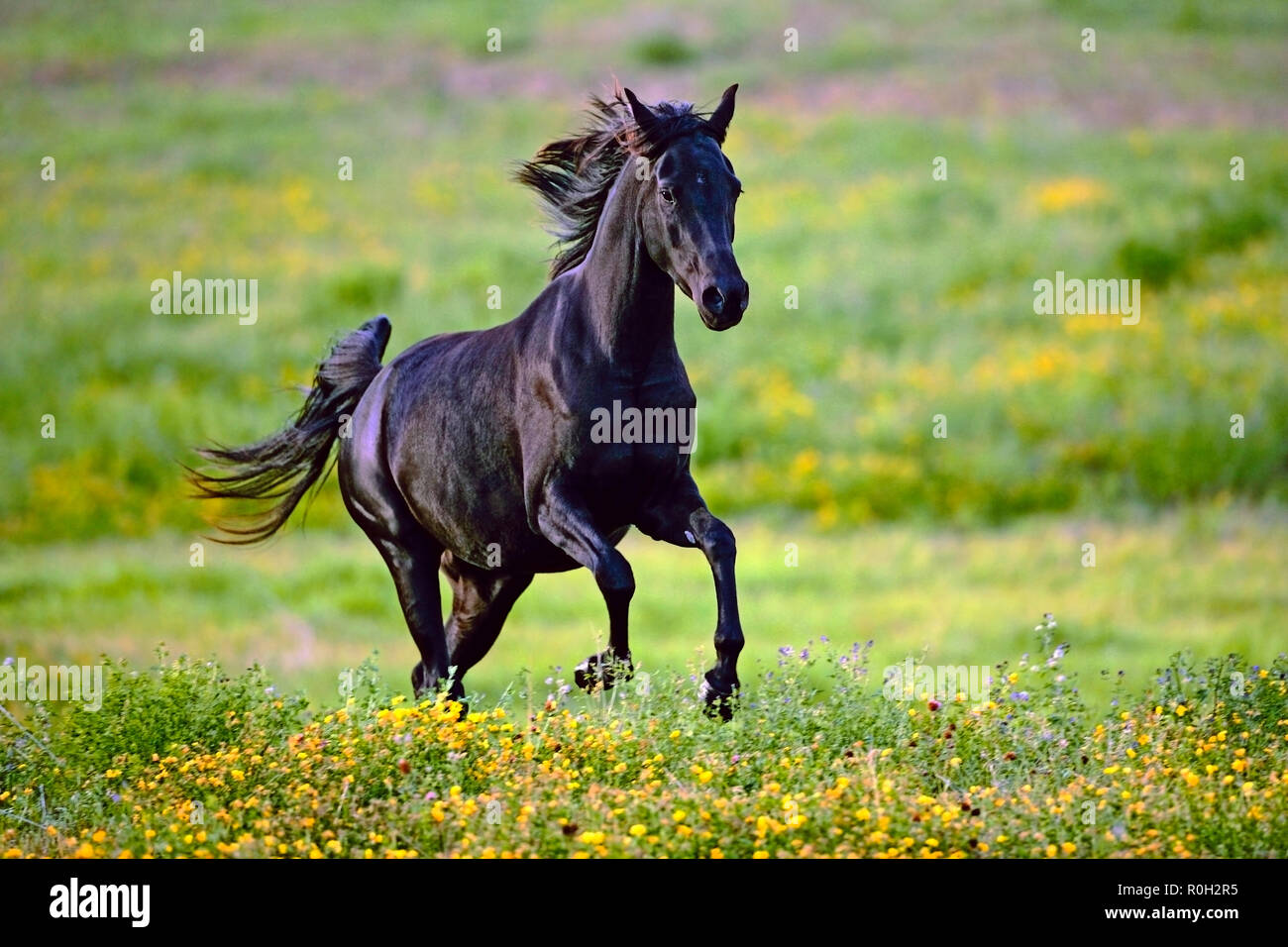 La Mare arabe noire cantering sur un pré de fleurs jaunes. Banque D'Images