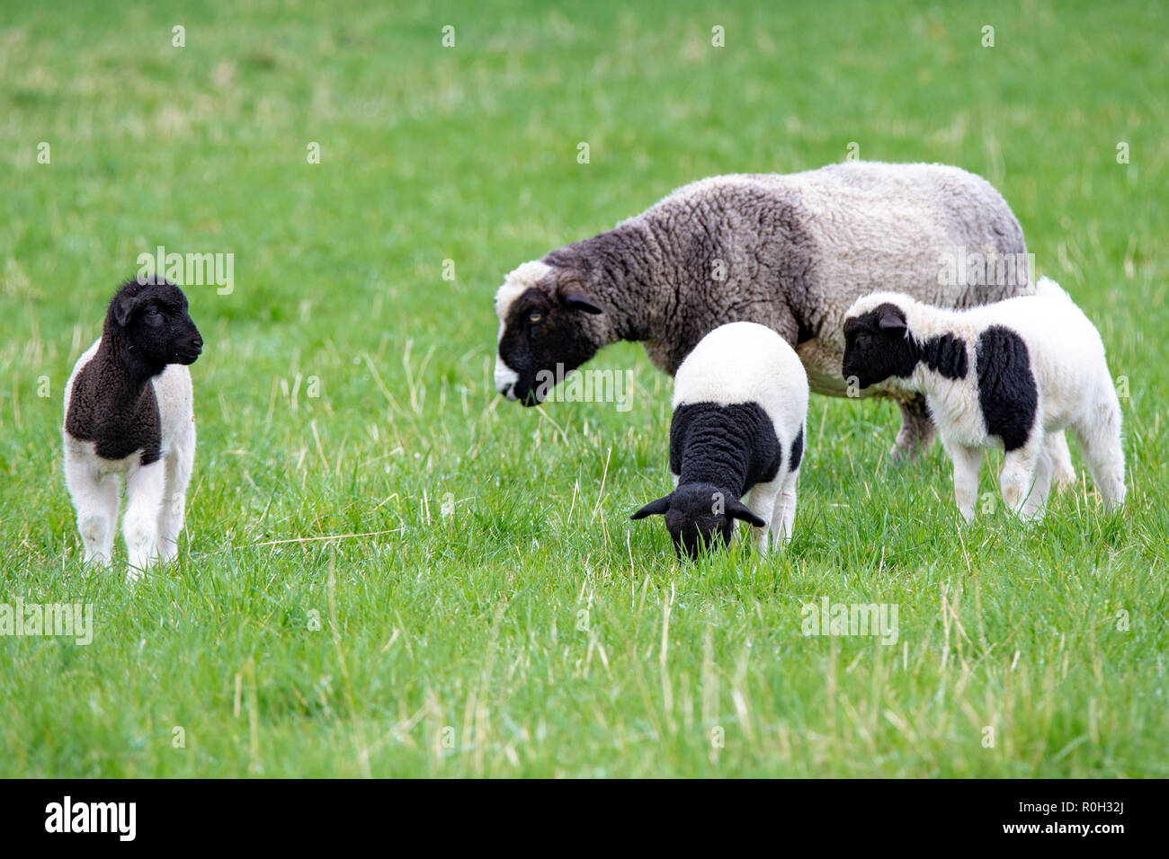 Noir et blanc trois agneaux dans un champ avec leur mère sont une couleur inhabituelle Banque D'Images
