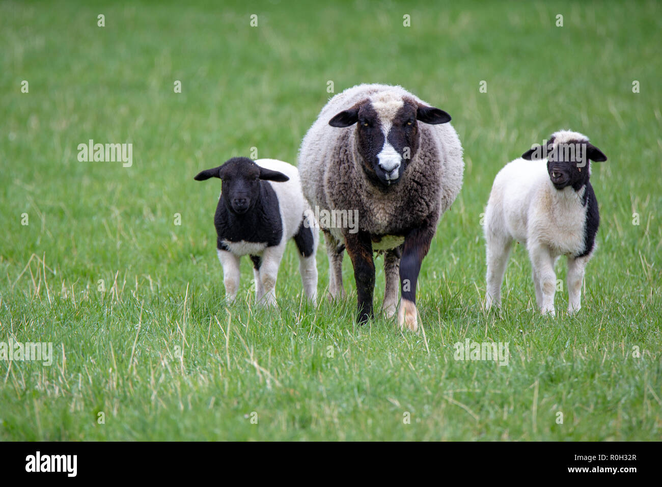 Un noir et blanc avec ses brebis agneaux noir et blanc sur une ferme au printemps Banque D'Images