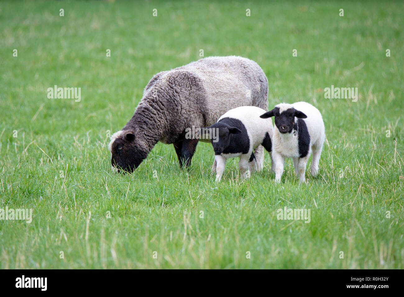 Un noir et blanc avec ses brebis agneaux noir et blanc sur une ferme au printemps Banque D'Images