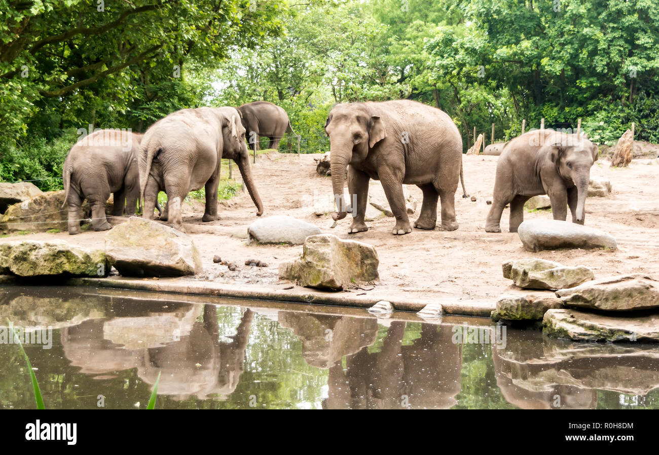 Les éléphants d'Asie (Elephas maximus) avec des subadultes près de l'étang. Les femelles adultes et les veaux se déplacer ensemble comme des groupes Banque D'Images