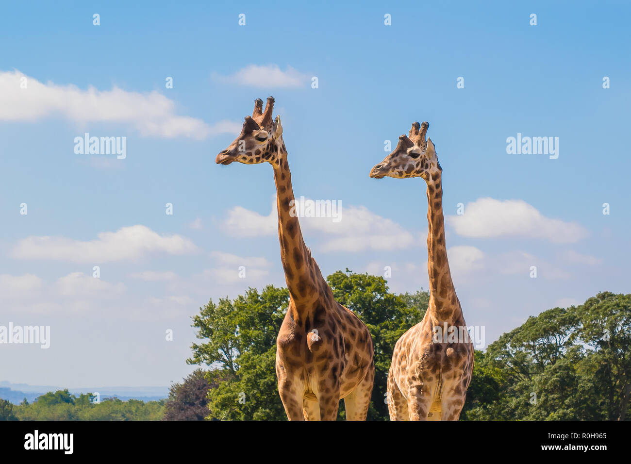 Couple d'animaux girafe debout côte à côte sous le soleil d'été, parc animalier du Royaume-Uni. Concept: Deux têtes sont meilleures qu'une, tête dans les nuages. Banque D'Images