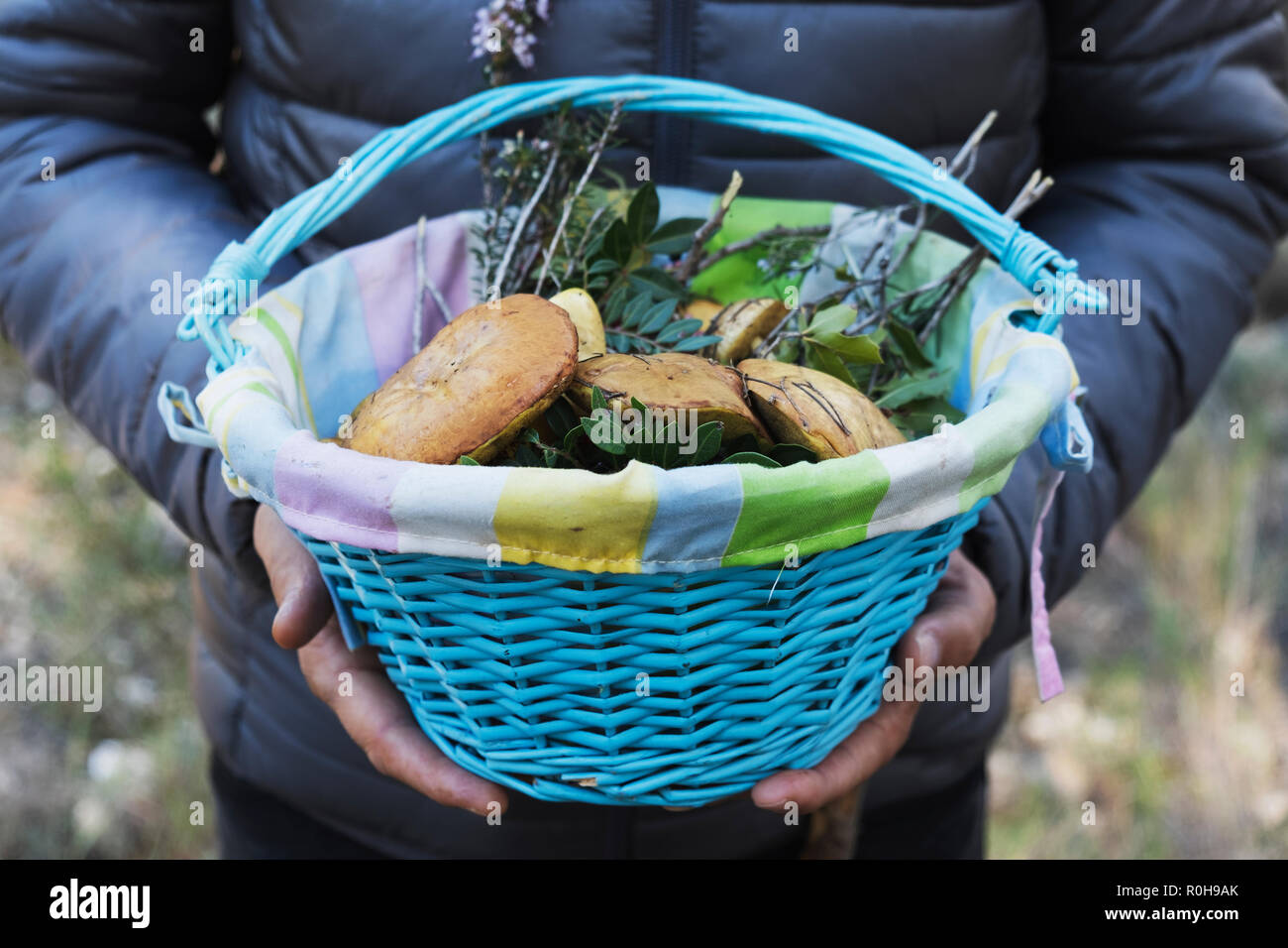 Libre d'un jeune homme de race blanche avec un panier en osier rempli de champignons chevalier jaune, également connu sous le nom de l'homme à cheval, sur une forêt Banque D'Images