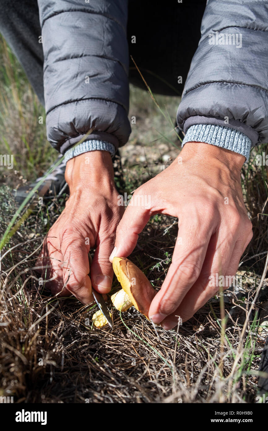 Libre d'un jeune homme de race blanche d'une cueillette de champignons chevalier jaune, également connu sous le nom de l'homme à cheval, sur une forêt Banque D'Images