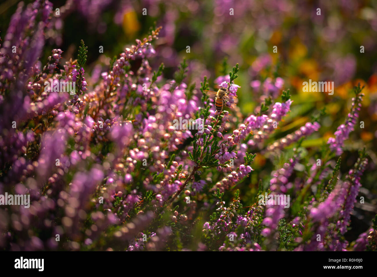 Abeille sur Salvia Nemorosa 'Amethyst' fleurit Banque D'Images