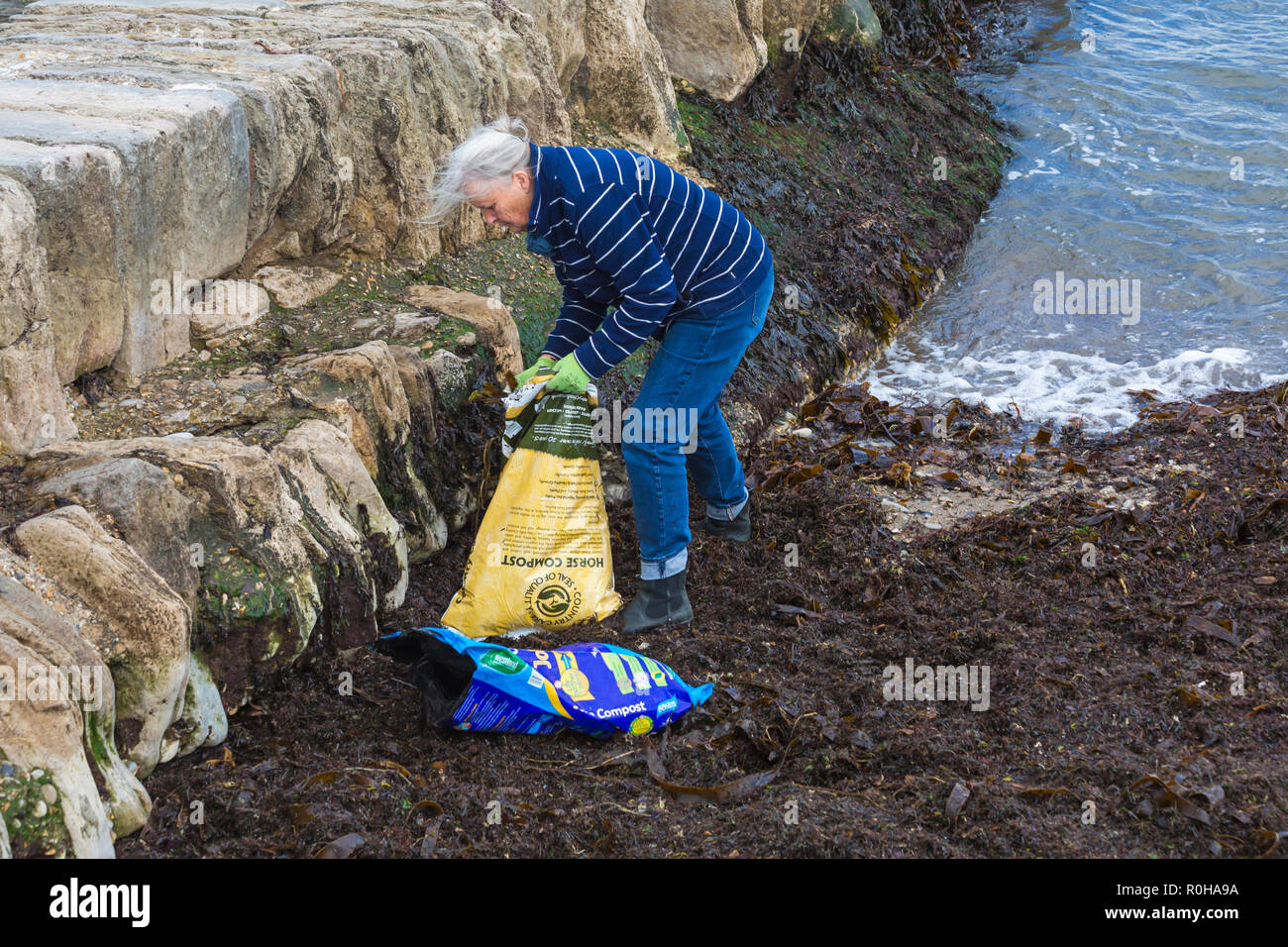 Collecte d'algues sur la femme jusqu'à la plage de Swanage, Dorset UK en Novembre Banque D'Images