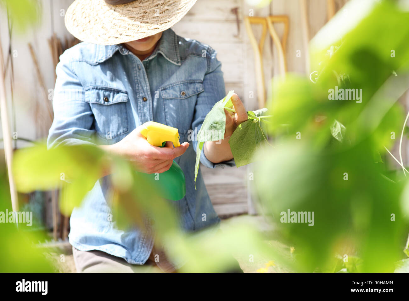 Femme en potager pesticides sprays sur feuille de soins des plantes, des plantes pour la croissance concept Banque D'Images