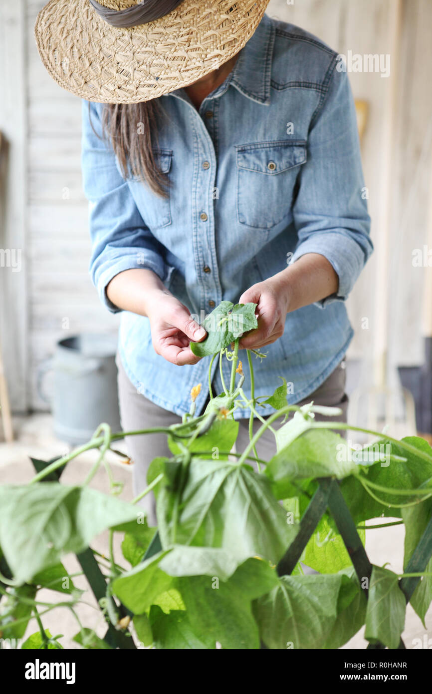 Productrice travaillant dans un potager, vérifier les feuilles de végétaux à Caterpillar, soin des plantes pour concept de croissance Banque D'Images