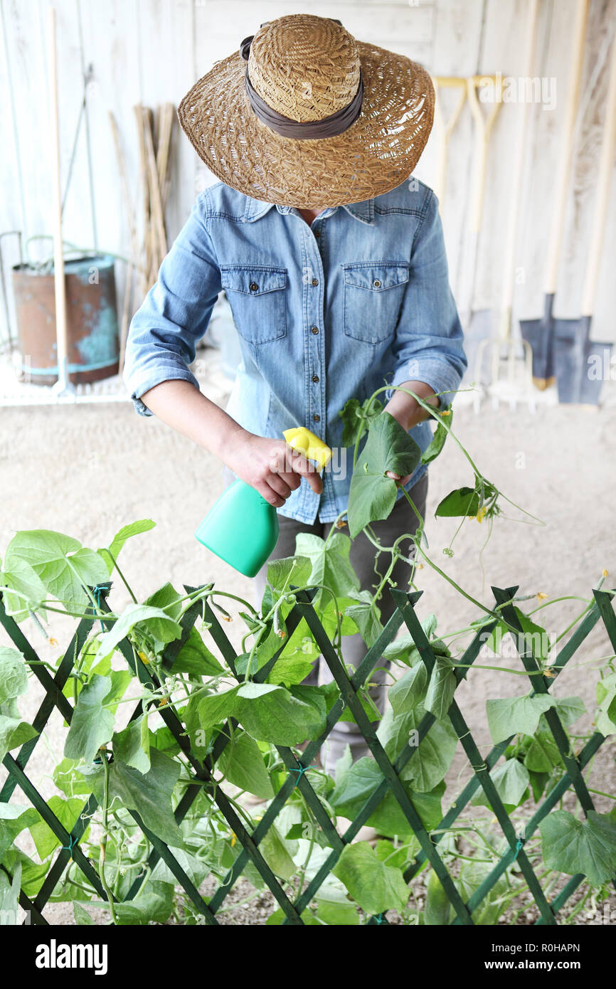 Femme en potager pesticides sprays sur feuilles de plante avec Caterpillar, soin des plantes pour concept de croissance Banque D'Images
