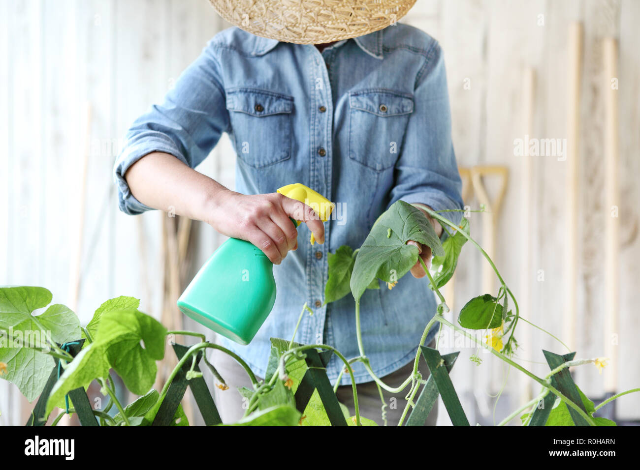Femme en potager pesticides sprays sur feuilles de plante avec Caterpillar, soin des plantes pour concept de croissance Banque D'Images