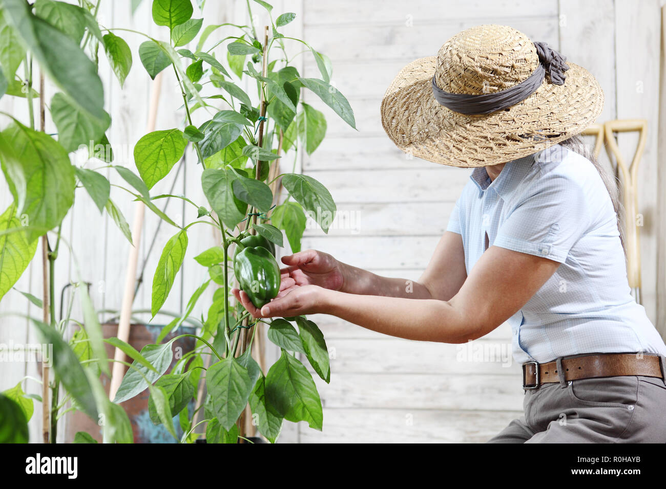 Woman working in vegetable garden, vérifier des poivrons verts, des plantes qui poussent sur des plantes et des cultures soins concept Banque D'Images