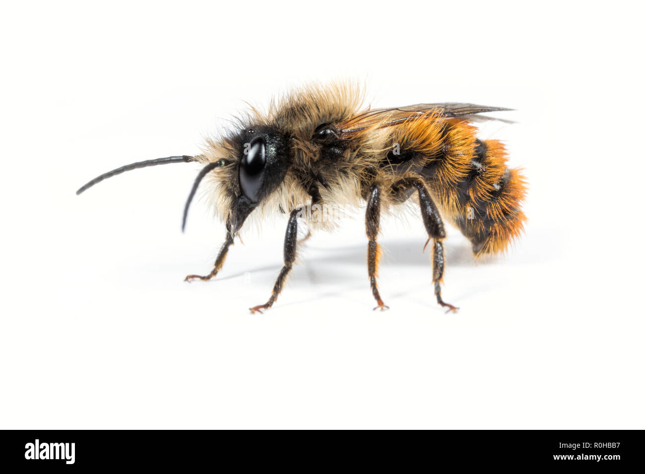 Un mâle Osmia bicornis Mason Bee sur un fond blanc. Banque D'Images