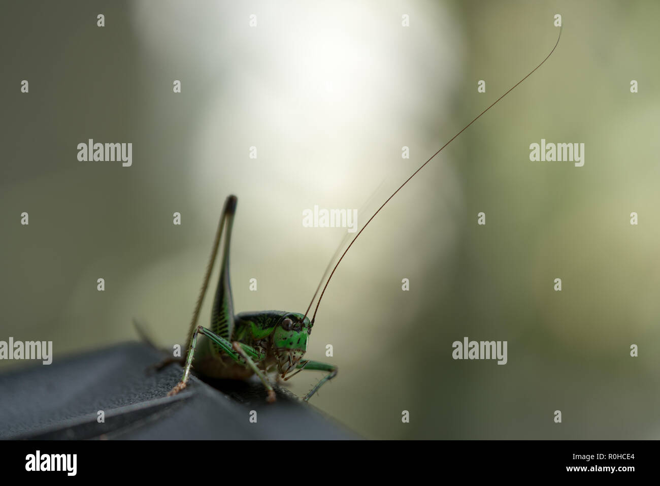 Sauterelle Jardin 2 Banque D'Images
