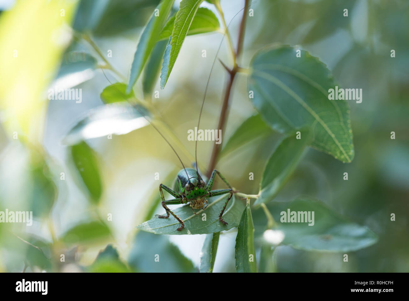 Sauterelle Jardin 2 Banque D'Images