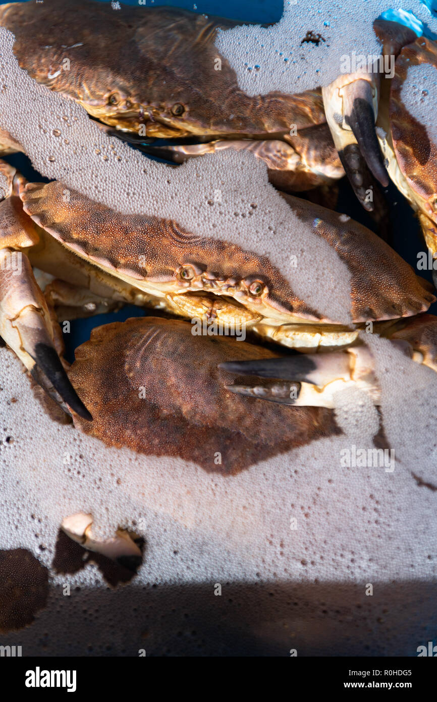 Vivre dans les crabes frais un bassin d'eau. Banque D'Images