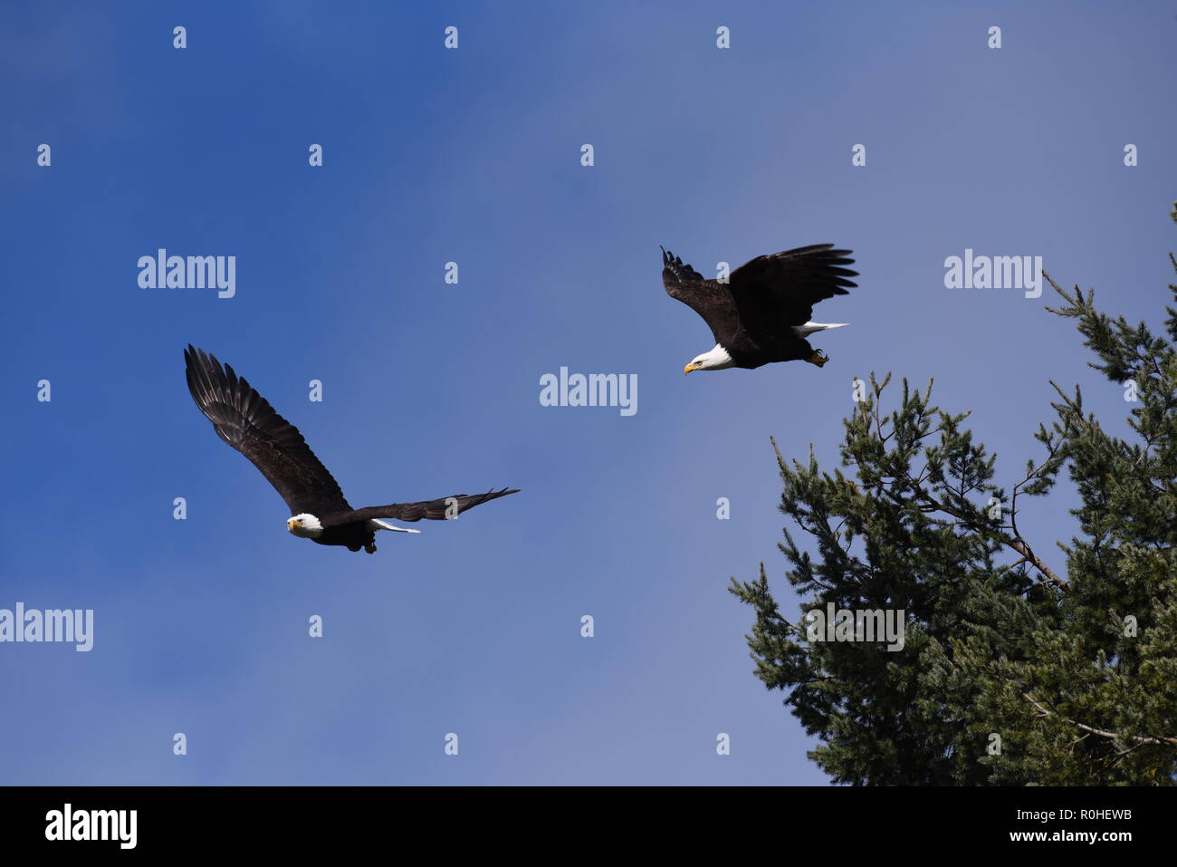 Deux aigles en vol synchrone sur la forêt vers l'appareil photo Banque D'Images Deux aigles en vol synchrone sur la forêt vers l'appareil photo Banque D'Images
