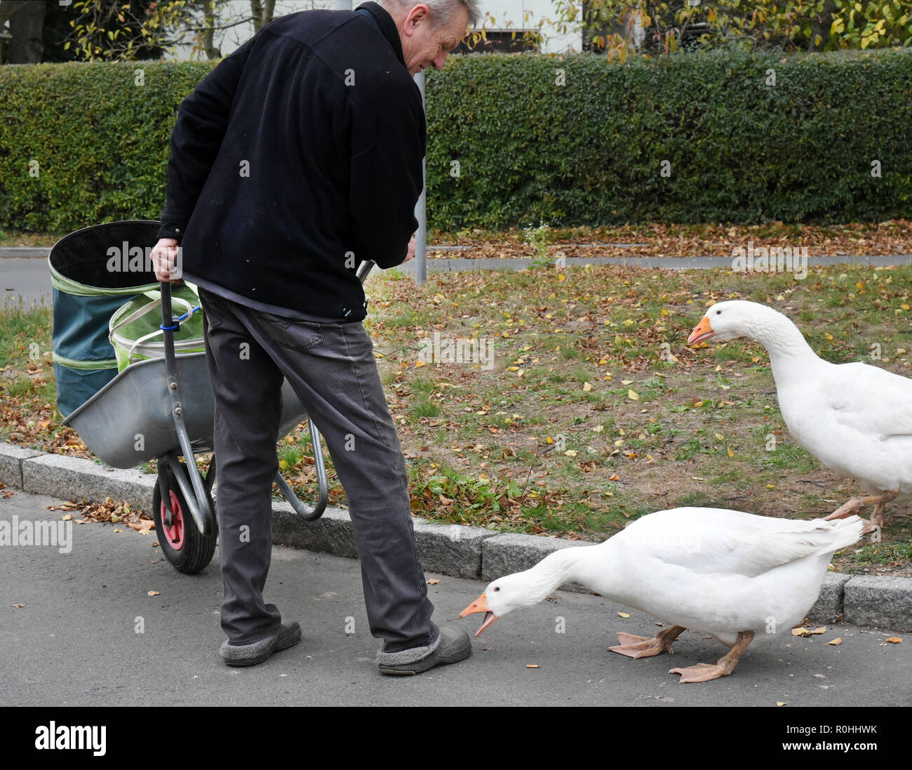 03 novembre 2018, Saxe, Kaditzsch : Les deux oies "Erich" (en avant) et 'Margot', qui sont sur la place du village avec leur propriétaire Henry Vogel, courir derrière un homme avec une brouette, les réprimandes lui. Henry Vogel a passé les 16 premières heures de la vie de l'OIE-poussins avec le maintenant huit mois sur un matelas d'animaux dans l'étable. Avec cela il a gagné leur confiance, ils mangent hors de sa main et de le suivre à chaque étape du processus. Pour les variations quotidiennes pour Margot et Erich il siège presque tous les jours pendant plusieurs heures sur la place du village entouré par les autoroutes et planté d'un tilleul. Photo : Waltra Banque D'Images