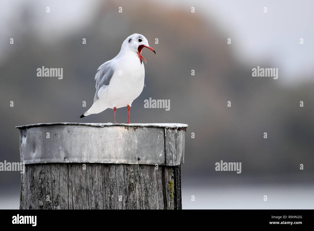 05 novembre 2018, Bade-Wurtemberg, Immenstaad am Bodensee : une mouette déverrouille son bec tout en se tenant sur un pied en bois debout dans le lac de Constance. Photo : Felix Kästle/dpa Banque D'Images