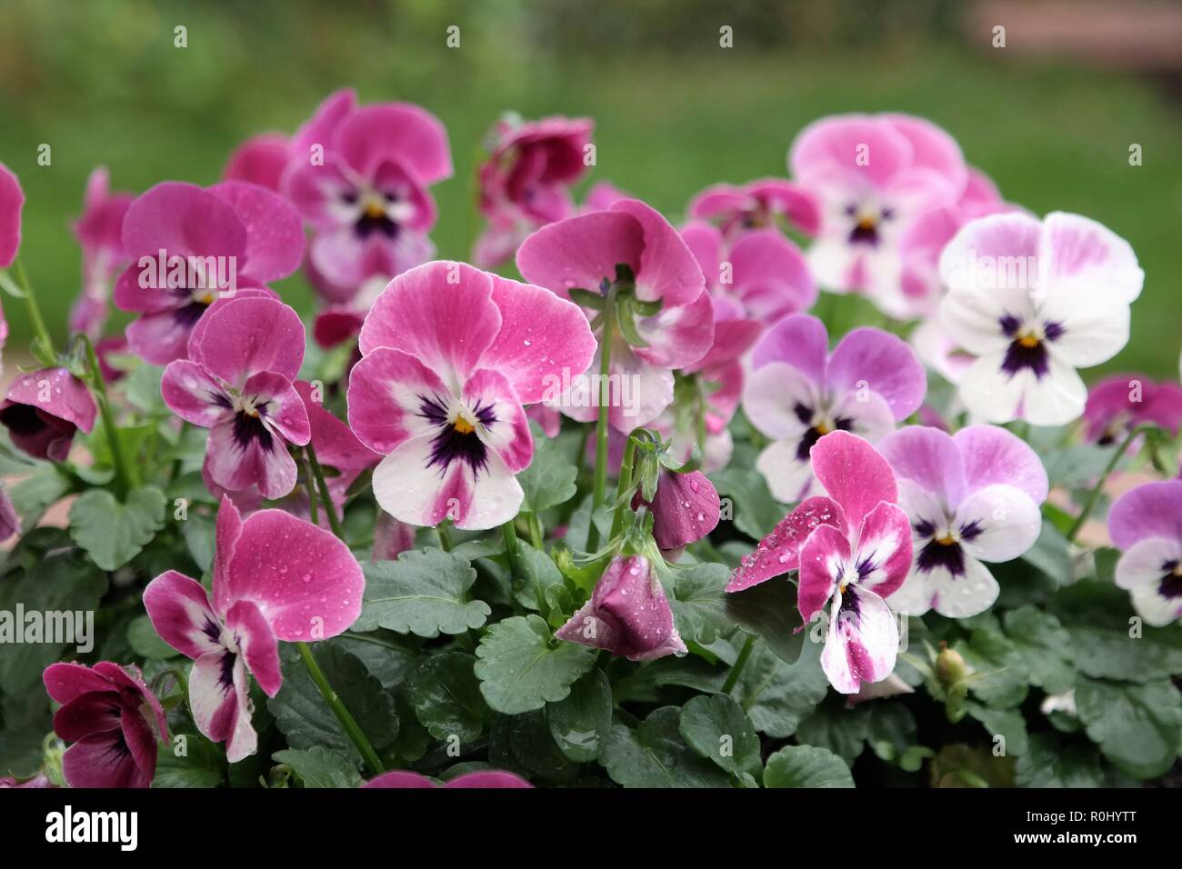 Libre de belles violettes ou pensées colorées en vert jardin. Peu de pétales de rose rose, blanc et violet. Arrière-plan flou naturel avec texte Banque D'Images