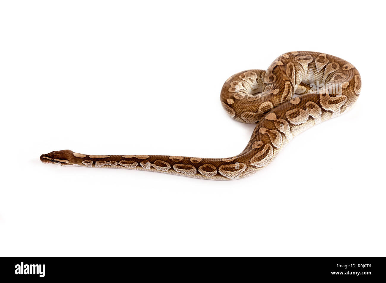 Python royal Banque D'Images