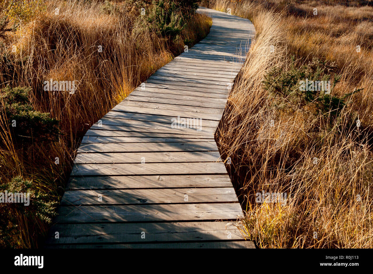 Planche de bois à pied sur les pâtures à la fin de l'automne, ciel bleu, couleurs d'or de fin d'après-midi.Still Waters Thursley commun. Banque D'Images