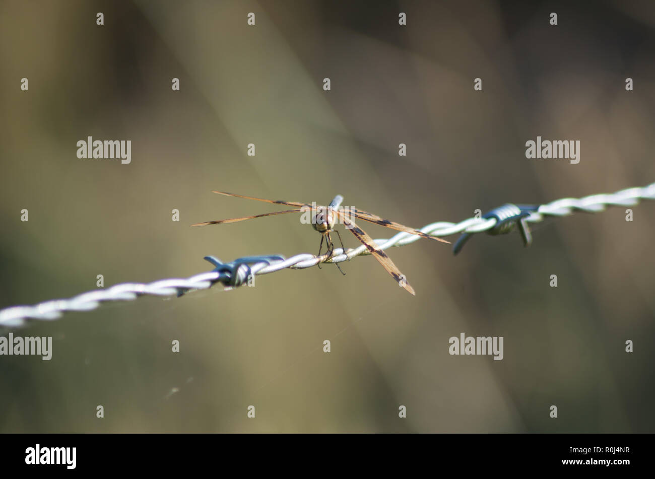 Flutterer graphique libellule perchée sur une clôture en fil barbelé en Sud-Est du Queensland Banque D'Images