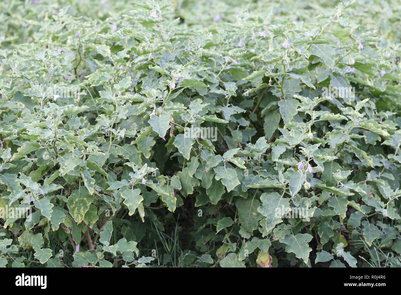 Épices thaï de l'aubergine arbre dans le jardin potager pour concevoir les légumes dans votre concept. Banque D'Images