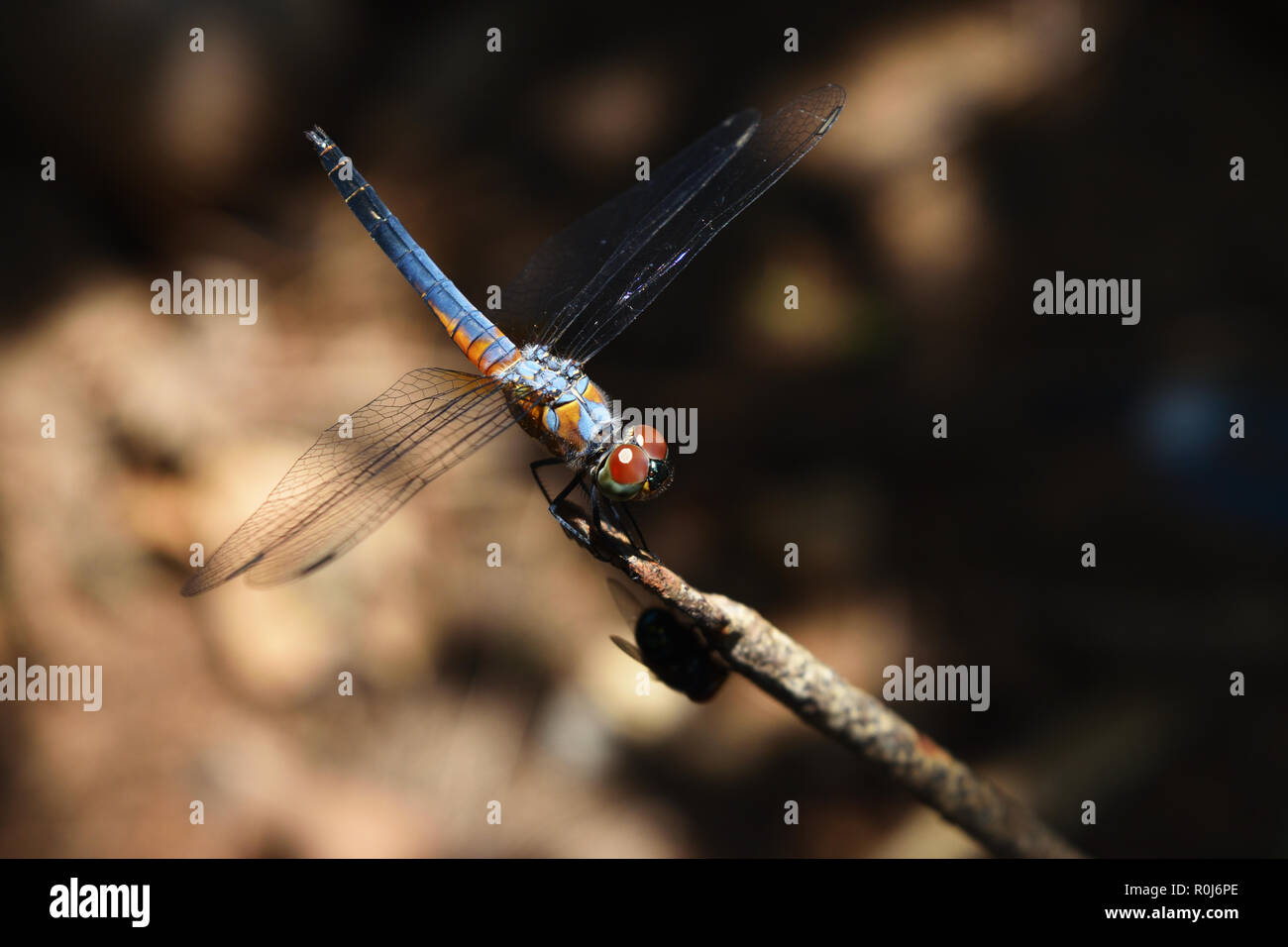 Dasher bleu libellule avec modèle de jaune et orange sur le côté du corps, prédateur des insectes avec des ailes transparentes sur une branche Banque D'Images