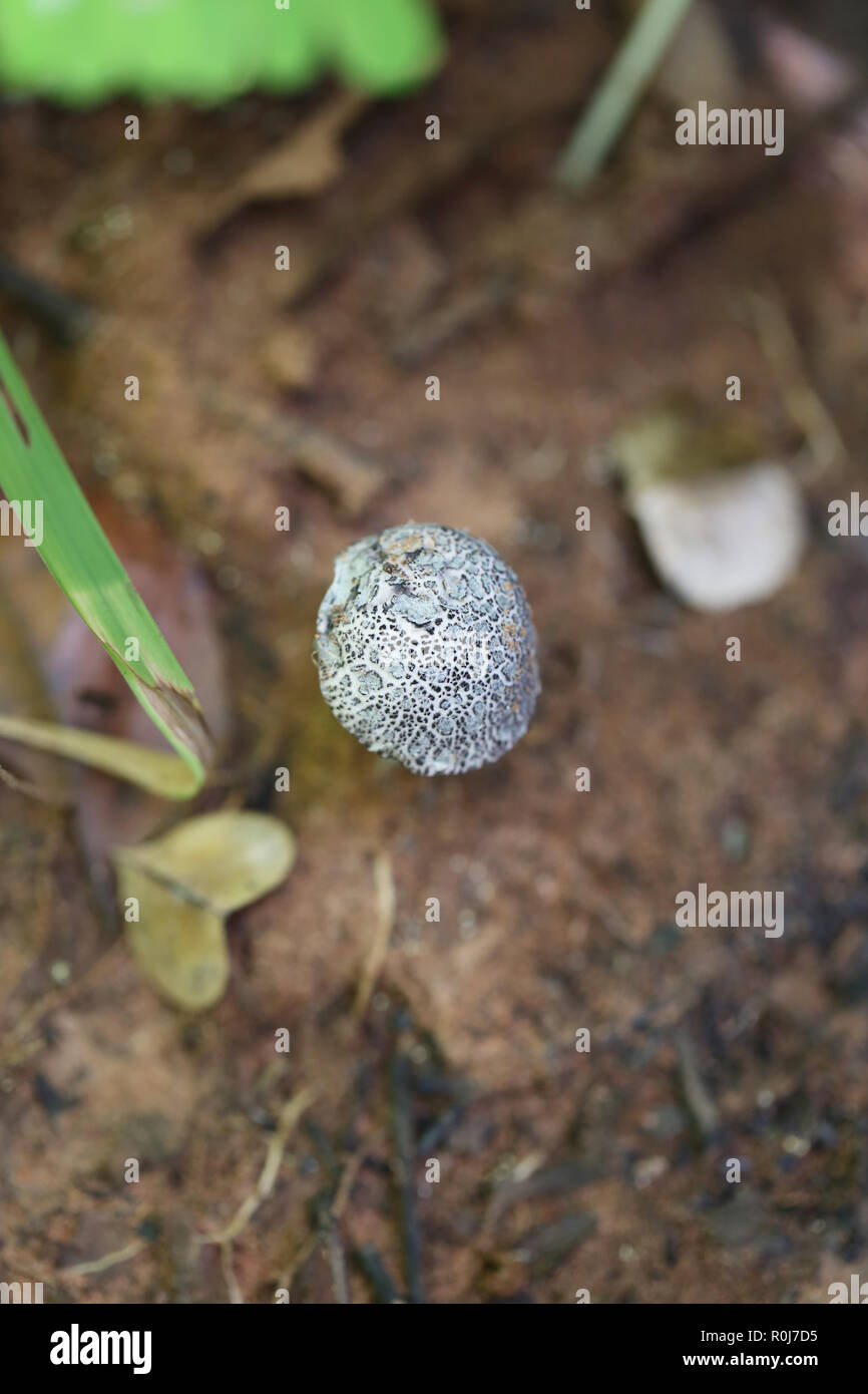 La mort noire fraîche de champignons toxiques sur le sol dans les forêts humides de la Thaïlande. Banque D'Images