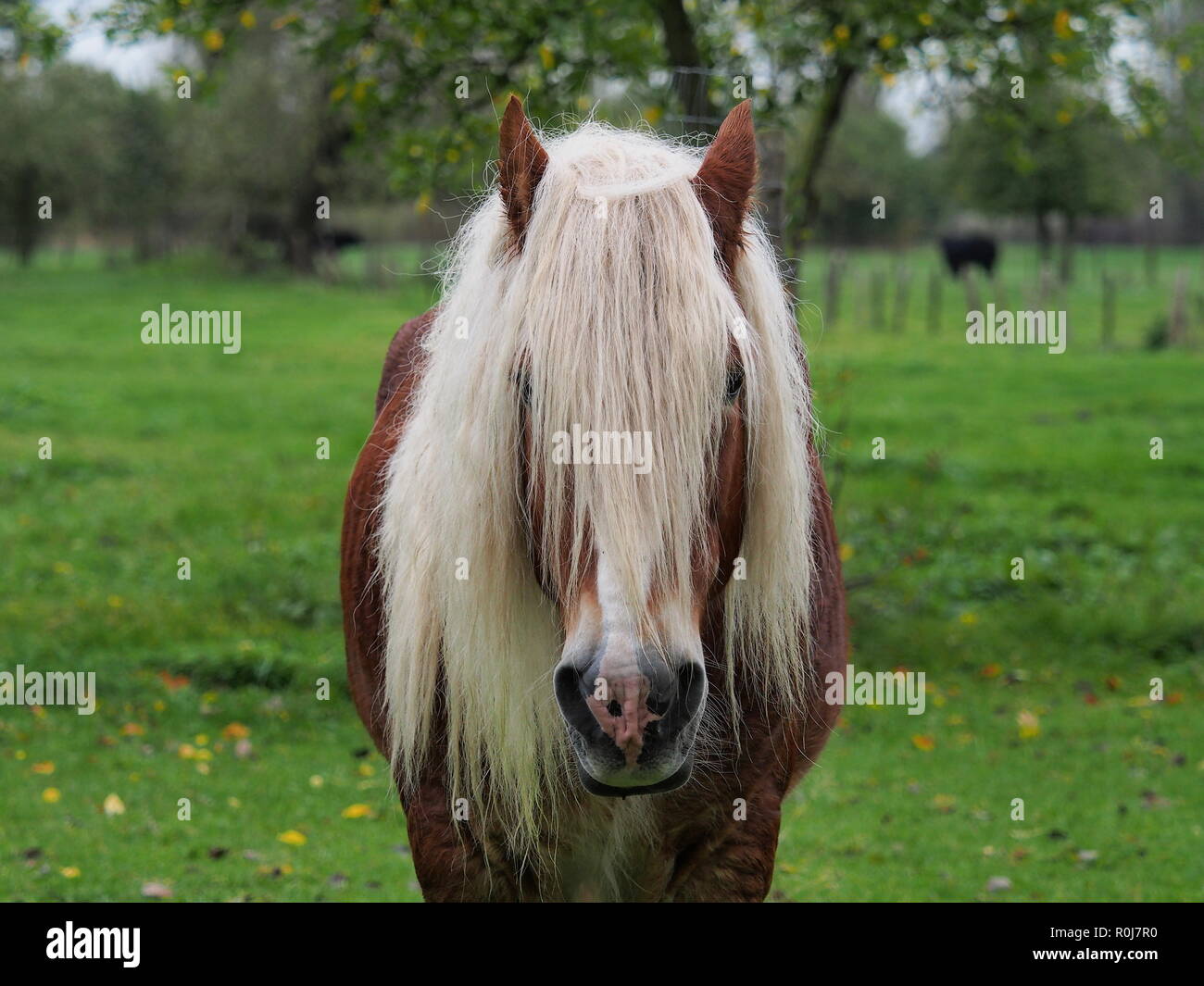 Portrait d'une longue crinière cheval dans un pré Banque D'Images