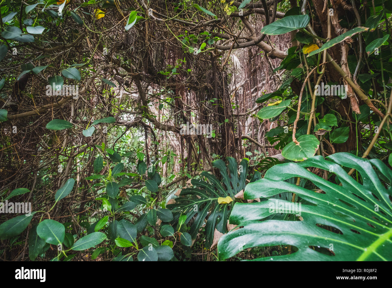 La forêt tropicale ou la jungle - Intérieur - paysage de forêt tropicale Banque D'Images