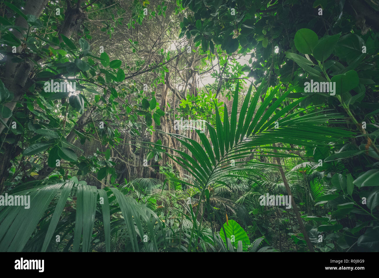 L'intérieur , dans rainforest jungle / paysage de forêt tropicale Banque D'Images