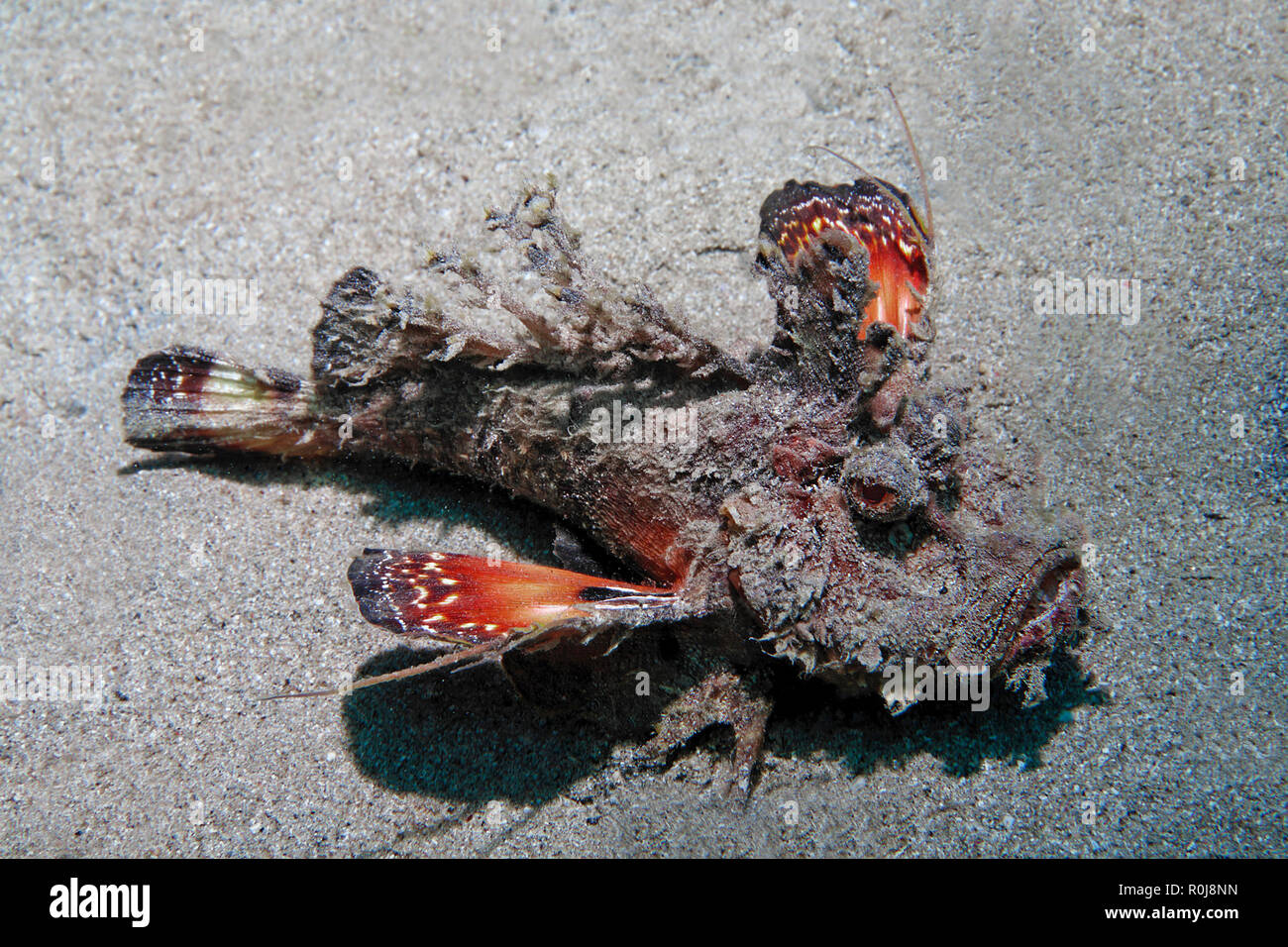Les Devilfish, Barbus ghoul ou démon stinger (Inimicus didactylus), sur des fonds marins, Marsa Alam, Egypte Banque D'Images