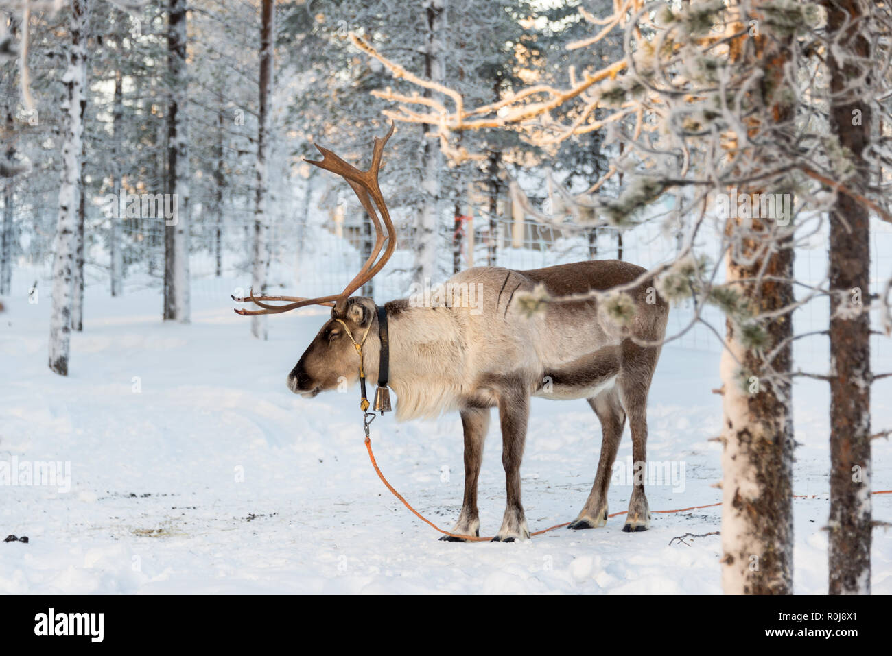 Le renne en hiver, Laponie, Finlande Banque D'Images