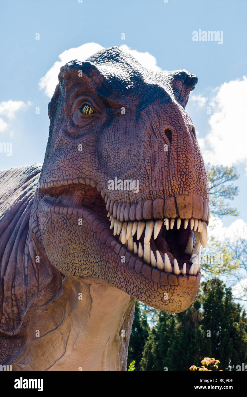 Tyrannosaurus Rex un dinosaure théropode prédateur qui vivait dans la période du Crétacé, sur l'île continent Laramidia qui est maintenant l'Amérique du Nord Banque D'Images