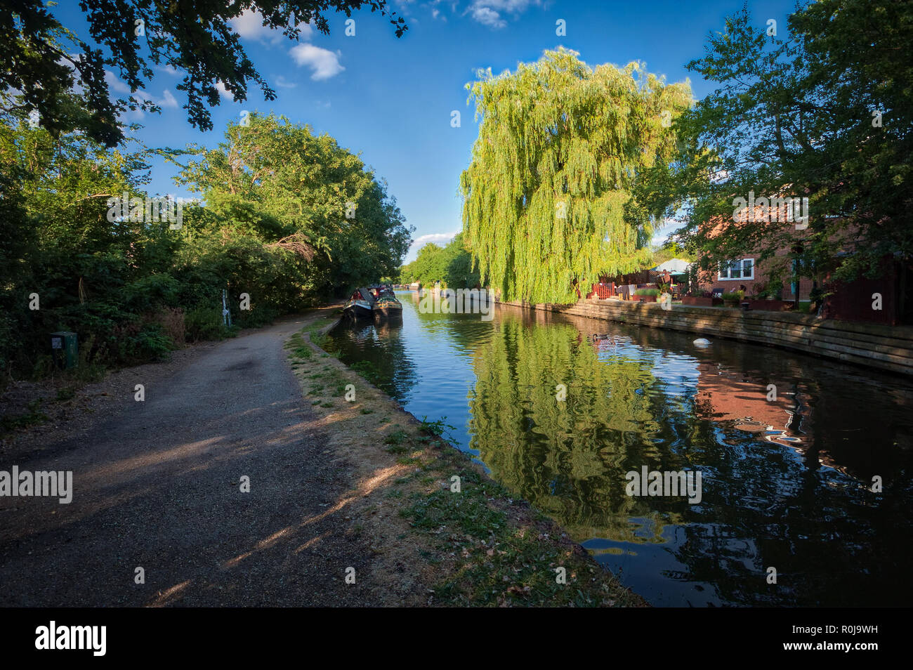 Willow près de la maison à Rickmansworth sur le Grand Union Canal, Royaume-Uni Banque D'Images