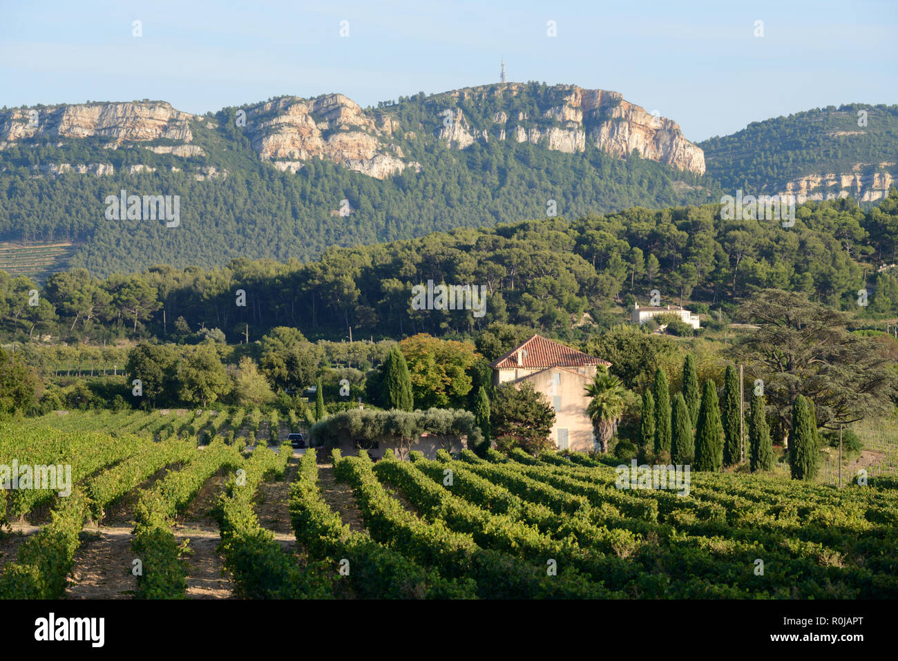 Vignobles Cassis Provence Banque D'Images
