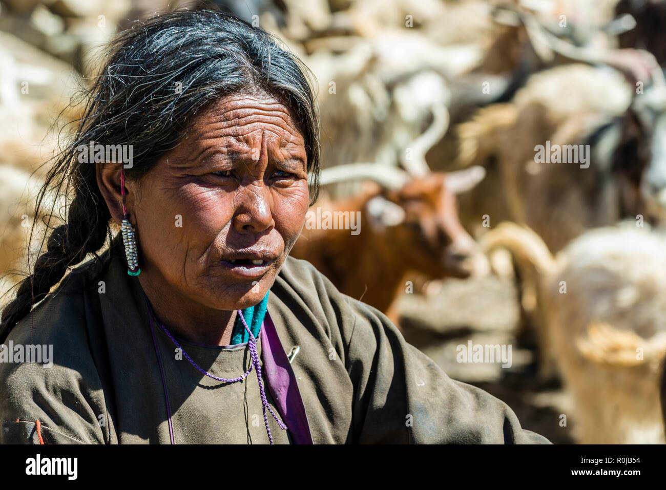 Portrait d'une femme nomade, dans la région de Tso Moriri Changtang près d'un troupeau de moutons et de chèvres derrière elle. Banque D'Images