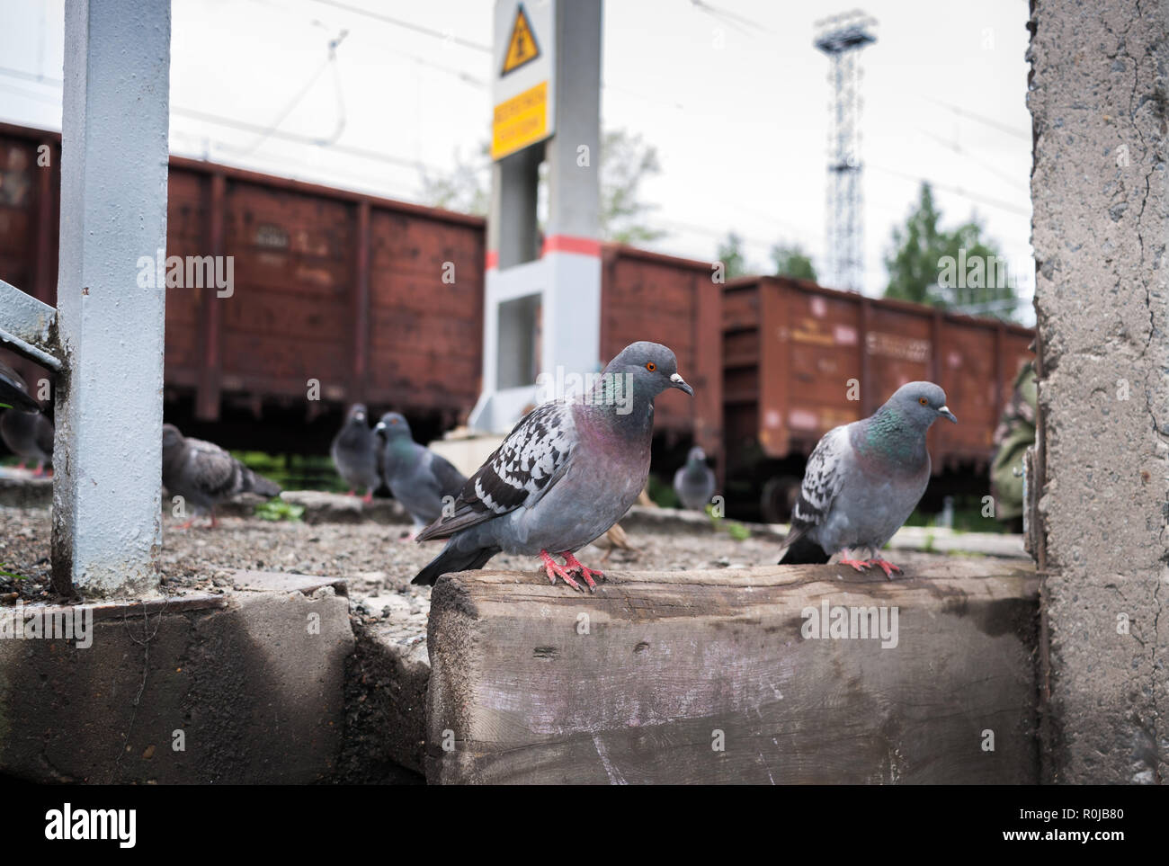 Les pigeons assis sur la plate-forme ferroviaire sur fond de wagons de trains de marchandises. Banque D'Images